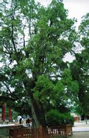 流沮的掛甲柏 流沮的掛甲柏