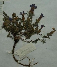 中甸藍鐘花 中甸藍鐘花