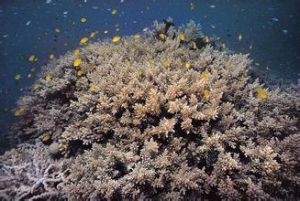 埃爾西鹿角珊瑚