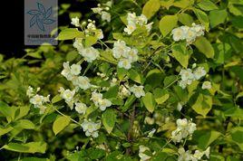 山梅花科 山梅花科