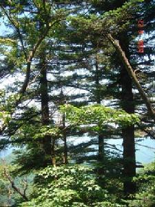 （圖）秦嶺冷杉