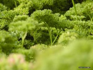 法國香菜 法國香菜