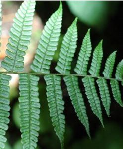 泡鱗鱗毛蕨系 泡鱗鱗毛蕨系