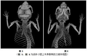 圖 5、圖 6為活體小鼠上半身骨架的三維體視圖