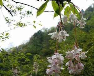 玫紅省沽油 玫紅省沽油