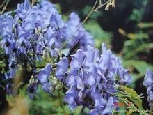 鴨綠烏頭 鴨綠烏頭