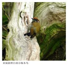 小啄木鳥