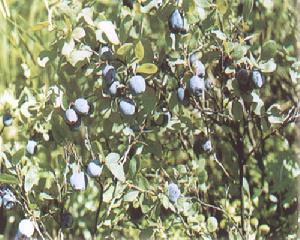 抱石越桔 抱石越桔