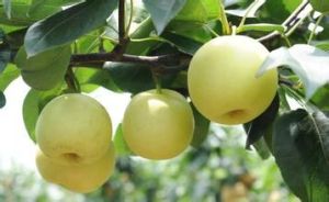 天堂鳥蜜梨 天堂鳥蜜梨