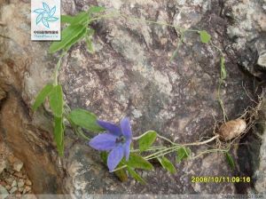 直立雞蛋參 直立雞蛋參