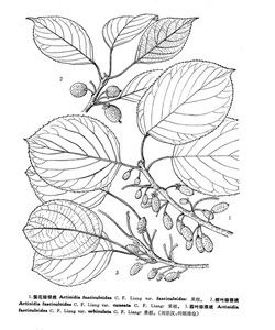 簇花獼猴桃 簇花獼猴桃