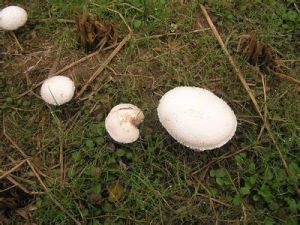 摩根菌屬 摩根菌屬