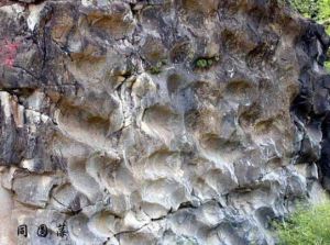 同圓藻化石 同圓藻化石