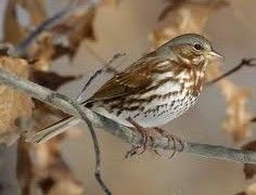 狐色雀鵐 狐色雀鵐