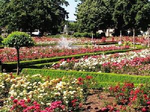 Portland International Rose Garden
