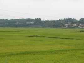 青禾村[雲南省紅河州瀘西縣舊城鎮下轄村]