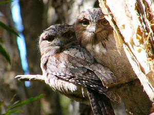 茶色蟆口鴟 茶色蟆口鴟