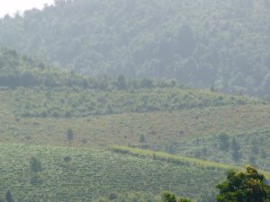 吉良四村 吉良四村