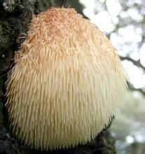 猴頭菇高產栽培