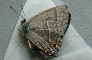 雷氏金灰蝶 雷氏金灰蝶