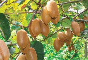 中華彌猴桃 中華彌猴桃