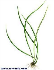 龍鬚草[龍鬚草]