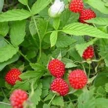 柔毛懸鉤子(原變種) 柔毛懸鉤子(原變種)