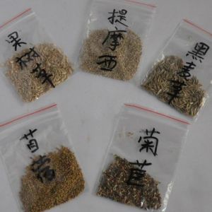 牧草種子 牧草種子