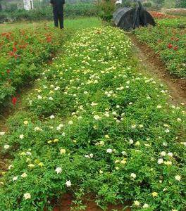 豐花3號 豐花3號