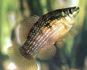 美國旗魚 美國旗魚