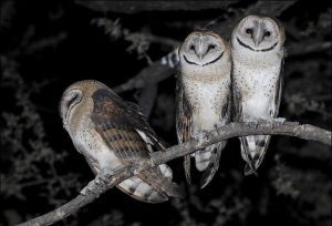 Barn owl