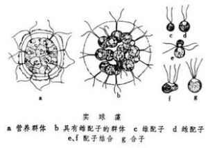 實球藻 實球藻