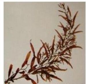 瓦氏馬尾藻 瓦氏馬尾藻