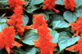 紅花腐爛病 紅花腐爛病