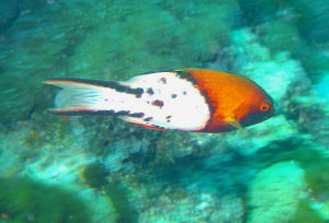 燕尾狐鯛 燕尾狐鯛