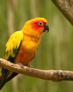 橙胸無花果鸚鵡紐幾內亞南部亞種 橙胸無花果鸚鵡紐幾內亞南部亞種