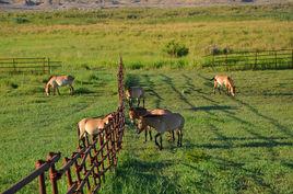 敦煌西湖濕地生態公園 敦煌西湖濕地生態公園