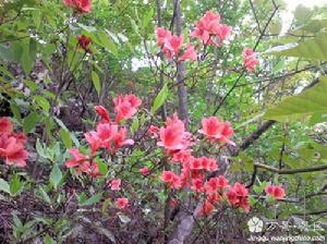 貓兒山杜鵑 貓兒山杜鵑