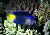 模里西斯藍仙 模里西斯藍仙