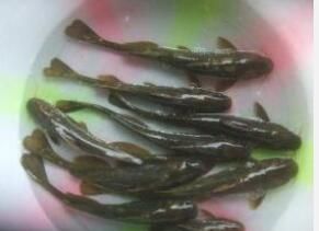 峨眉擬鱨 峨眉擬鱨