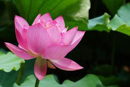 荷[左河水的詞作]