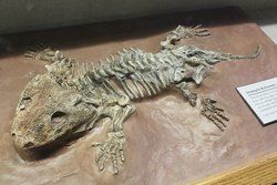 石炭蜥目 石炭蜥目