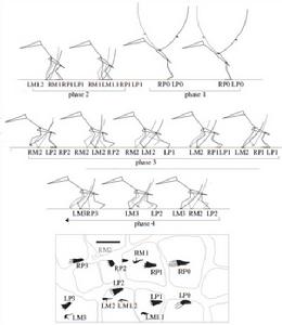 這些腳印顯示，這隻翼龍在天空盤旋飛行，覓食後，安全降落到地面上，把翅膀合攏起來