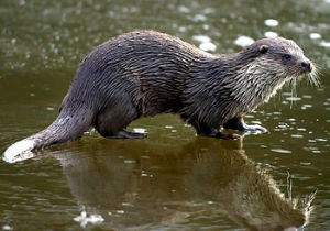 歐亞水獺