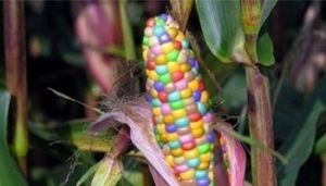 三峽玉5號 三峽玉5號