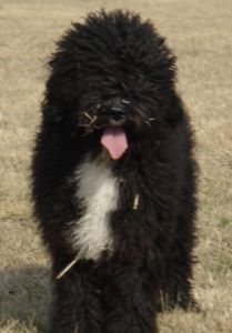 西班牙水犬 西班牙水犬