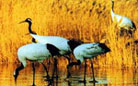 安徽升金湖國家級自然保護區
