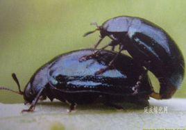 柳圓葉甲 柳圓葉甲