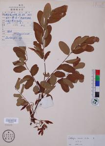 毛葉黃檀 毛葉黃檀