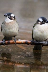 左顧右盼 左顧右盼